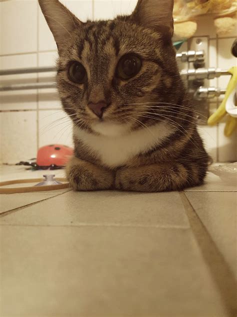 He searches for 'cat food bath creature' online and finds out about the koekoeken, a legendary parasitic creature which needs the taurine found in cat food to survive. Suspicious bathroom loaf. | Cat s, Cats, Animals