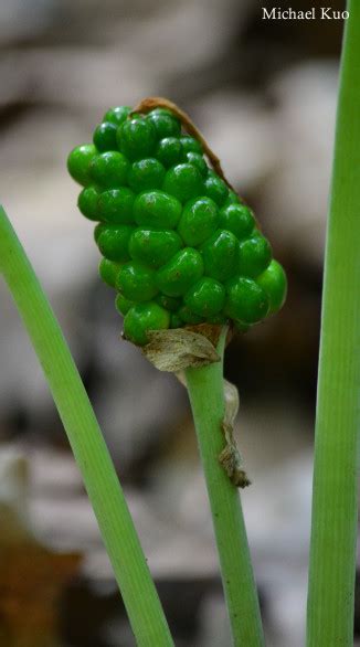 Find arisaema triphyllum in usda plants fna: Arisaema triphyllum (Jack-in-the-pulpit) at ...