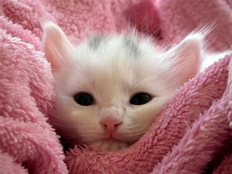 kucing pink web