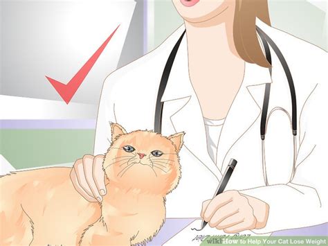 Learn how to tell if your cat is too skinny, including key causes of weight loss, and what you can do to help your cat get back to a healthy weight. How to Help Your Cat Lose Weight: 14 Steps (with Pictures)