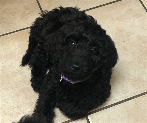 Smart, standard size, athletic and loving. Pin by VIP Puppies | Animals, Dogs, & on Puppies for Sale ...