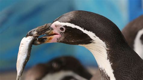 Joacă jocuri pinguin pe y8.com. 02 Pinguïn (Rare vogel) | Meer gekeuvel