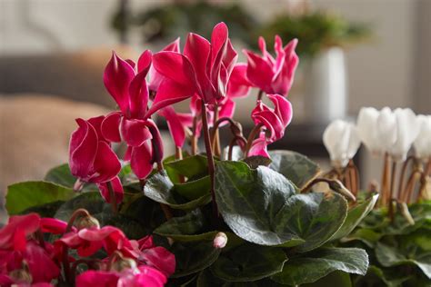 Alles für garten, terrasse und balkon. Cyclamen: Blüten leicht wie Schmetterlinge Alpenveilchen ...