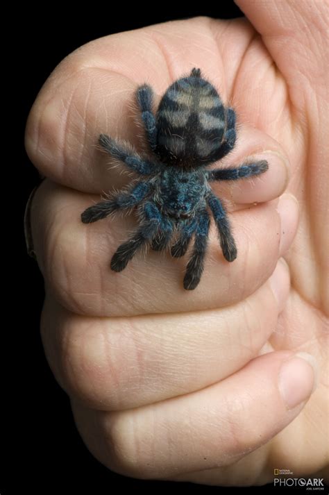 Aka the antilles pinktoe tarantula aka the. Photo Ark Home Antilles Pinktoe Tarantula | National ...