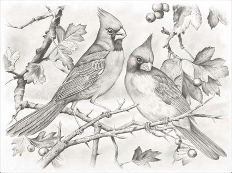 Free download 39 best quality red cardinal coloring page at getdrawings. Cardinal pair | Bird coloring pages, Grayscale coloring ...