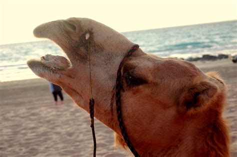 Cable beach bölgesinde bulundunuz mu? Broome: Day 5 | Yawning, Cable Beach Camel Ride, Broome ...