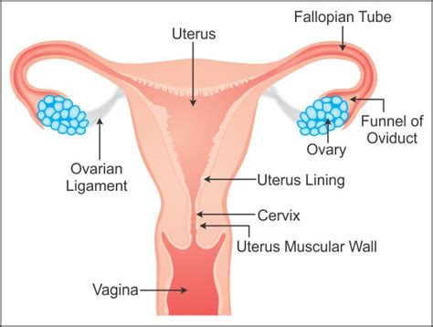 A photograph of human cells as seen with a compound light microscope is shown below. draw a labelled diagram to explain the female reproductive ...