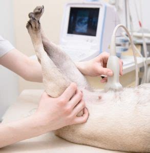 Pet Ultrasound in Spring, TX | Critter Fixer Pet Hospital