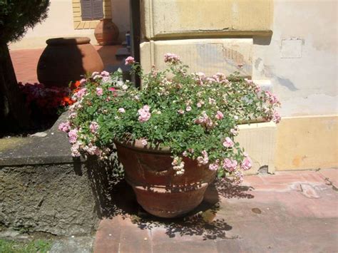 Scopri altri articoli vaso di fiori in casa e giardino, mobili, gioielli e accessori, giocattoli e hobby! Quali sono i fiori più adatti da mettere in un vaso o nel ...