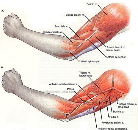 The 3 muscle groups of the forearm each have their own unique form. Left Arm Muscle Anatomy | Tactical pie | Pinterest | Arm ...
