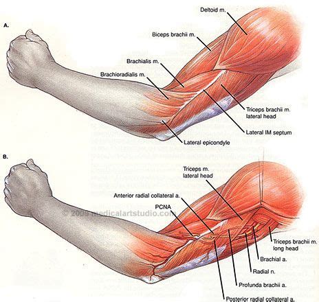 We name many muscles as a result of their location. Left Arm Muscle Anatomy | Tactical pie | Pinterest | Arm ...