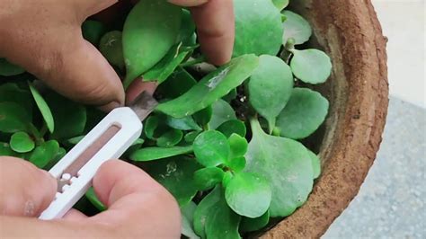 Maybe you would like to learn more about one of these? Propagating Kalanchoe Plant cutting and saving money | How ...