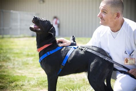 Skatiet 9 sociālās lapas, ieskaitot facebook un twitter, tālrunis, faksi, tīmekļa vietnes un sīkāku informāciju par šo biznesu. Puppies in Prison: Reporting the Story of Bomb-Detecting ...