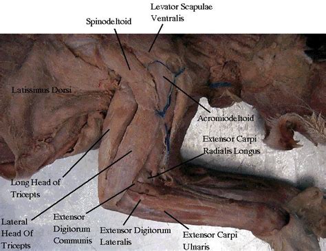 Location of the latissimus dorsi muscle: 1000+ images about cat muscles on Pinterest | Cats, The ...