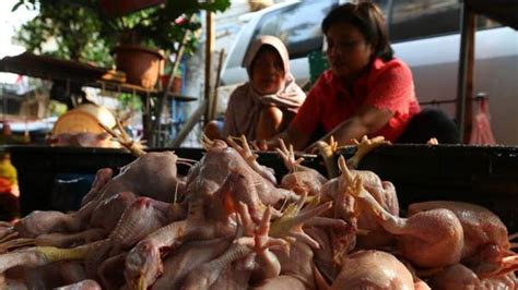 Maybe you would like to learn more about one of these? Kemendag Ubah Peraturan Harga Acuan Ayam dan Telur - Bagian 3