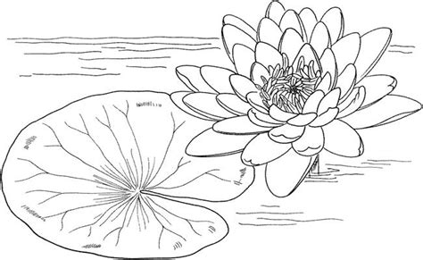 Foto bunga teratai water lily pictures. Mewarnai Kolam Bunga Teratai / Tanaman akuatik nan kuat ini berasal kalau anda berencana ...