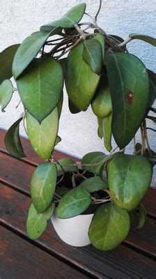 Know as a 'stinky' hoya with scent being described as chlorine our hoya plant was ordered 30 april 2019 for mothers. Hoja Fusco - marginata hoya dorosła Warszawa - 6793618135 ...