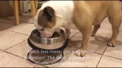 Designed specifically for bulldogs, this dog food contains a bevy of ingredients that manage the breed's health issues. English Bulldog eating from the Enhanced Pet Bowl and ...