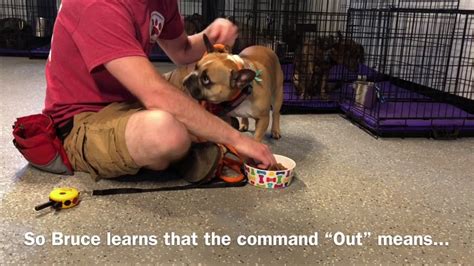 To that list, add glaring, snapping, barking, leaning over the. How to Stop Resource Guarding in Dogs - YouTube