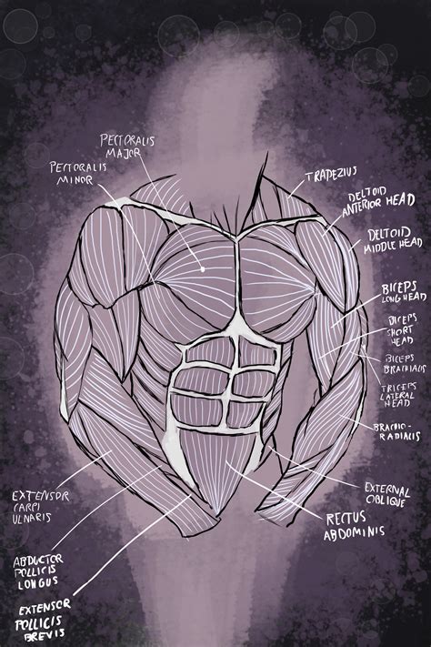 Maybe you would like to learn more about one of these? Torso Anatomy For Artists / Female Torso Muscles Anatomy ...