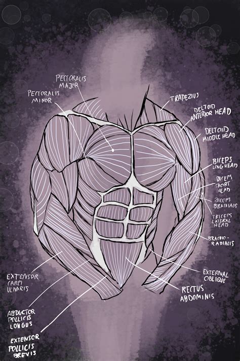 Traditional art, digital art, art in virtual reality, or with whatever weird things i can manage! Torso Anatomy For Artists / Female Torso Muscles Anatomy ...