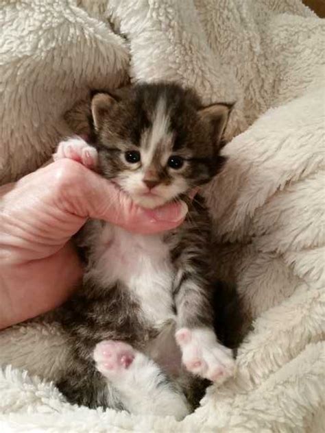 Adopting a free kitten is admirable, but not so free as you may think. Maine Coon kittens Available FOR SALE ADOPTION from ...