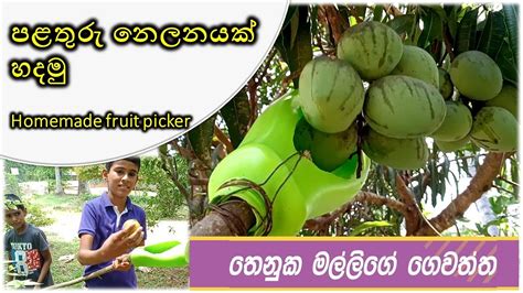 Check spelling or type a new query. Homemade Fruit Picker | පළතුරු නෙලනයක් හදමු | Thenuka's ...