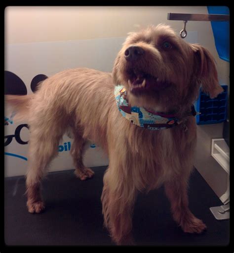 Please call or stop by for a grooming appointment! Louie excited and spoiled will lots of attention. | Mobile ...