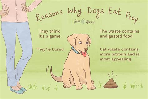 Why your cat won't eat. Reasons Why Puppies Eat Poop and How to Stop It