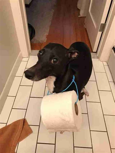 Fast shipping · register for free now · register your animal free Dog Comes To The Rescue Of Owner Stranded Without Toilet ...