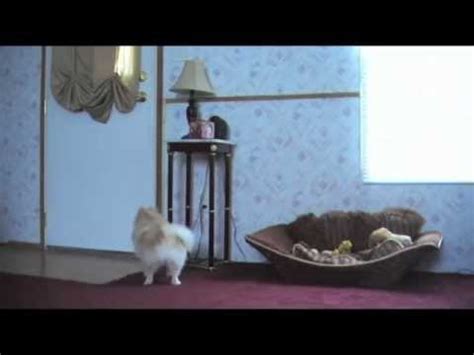 While you obviously want your hidden camera to blend in, there. Hidden Camera - Dog home alone - YouTube