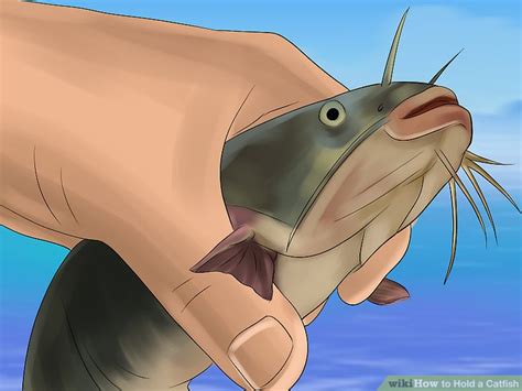 Or alternatively, there are gripper devices to lift them from the back, or lip grips of various styles can keep. 3 Ways to Hold a Catfish - wikiHow