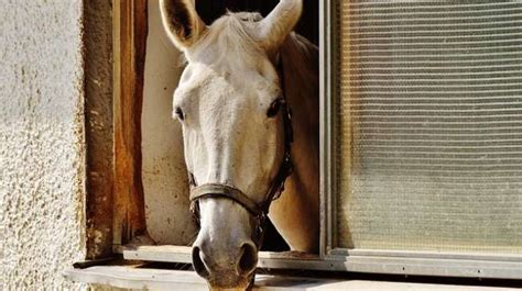 Dapat kepuasan dan keberkahan sekaligus. Remaja 16 Tahun Berhubungan Intim dengan Kuda