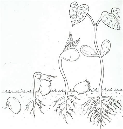 The arrangement of ovules within the ovary is known as placentation. Life Cycle Of A Plant Coloring Page - Coloring Home