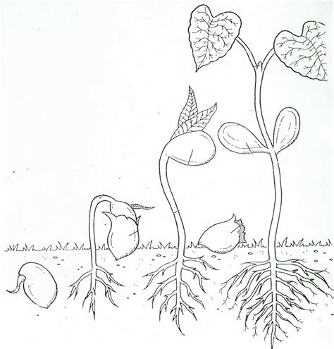 Collection by pierre chen • last updated 10 days ago. Life Cycle Of A Plant Coloring Page - Coloring Home