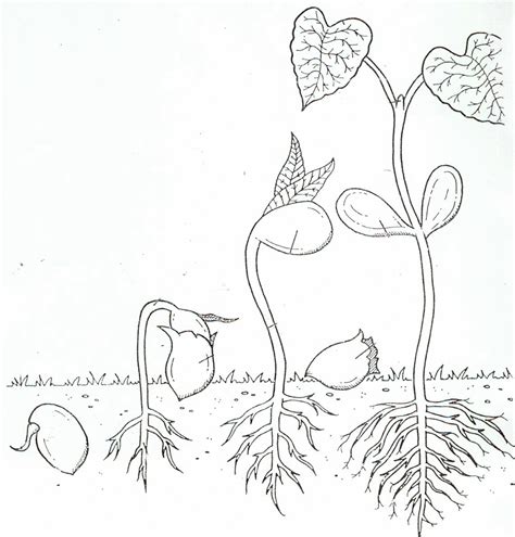 We have collected 39+ space coloring page for preschoolers images of various designs for. Life Cycle Of A Plant Coloring Page - Coloring Home