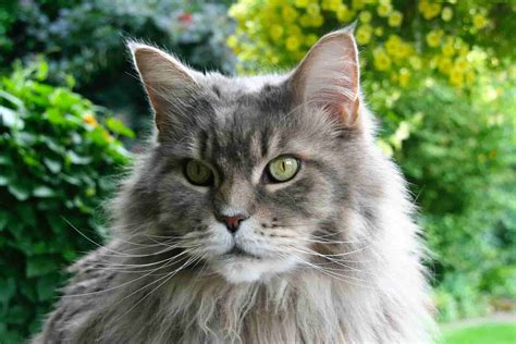 Ragdoll cats are known for their beautiful coats and bright, blue eyes. Do Maine Coon Cats Shed A Lot? Here's The Quick Answer