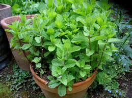 Daun pisang boleh digunakan pertama, menanam pokok di dalam skala yang besar untuk tujuan komersial seperti pokok getah. 10 Kegunaan lain Daun pokok Pudina atau fresh Mint