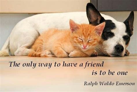 Please enjoy these quotes about cat and friendship from my collection of friendship quotes. Quote so true and cute pic | Raining cats, dogs ...