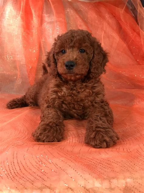 Sweet, gentle, and family friendly dogs with hypoallergenic coats. Miniature Goldendoodle Puppies In Wisconsin - Puppy And Pets