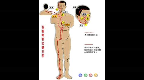 Please contact or visit the official website of 國立陽明大學 for detailed information on areas of study and degree levels currently offered; 廣東話足陽明胃經循行 - YouTube