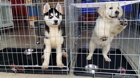 Golden retriever puppy ne shitje. Bichon frise , Golden retriever & Husky | Prizren