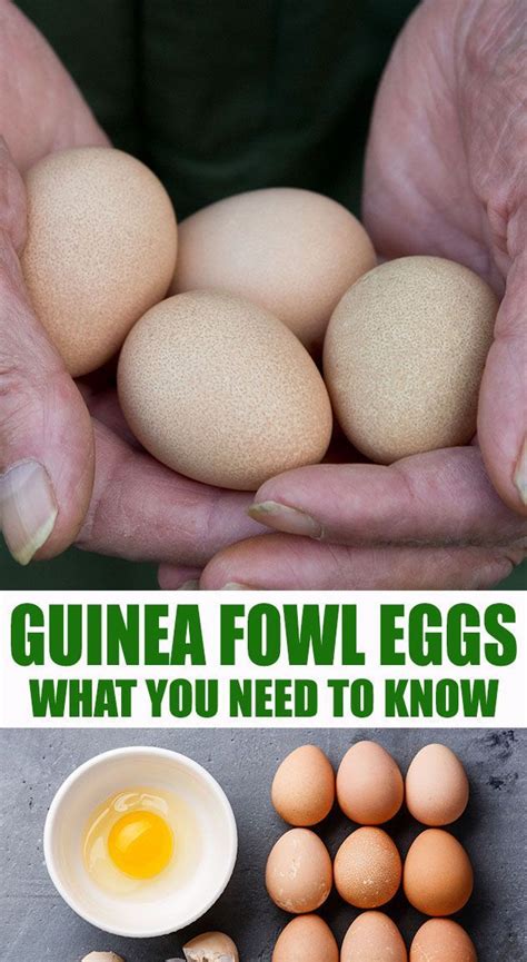 Maybe you would like to learn more about one of these? Pin on Farm Animals