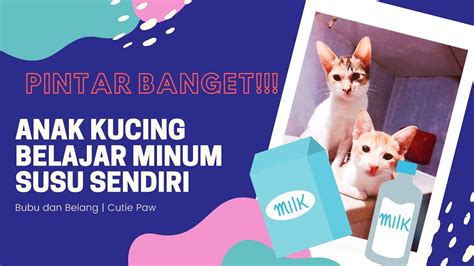Susu Kucing Buatan Sendiri Rekomendasi Makanan Kucing Anggora Beli Buatan Sendiri Memang Penampakkan Jenis Kucing Ras Itu Cenderung Cantik Orramatukk