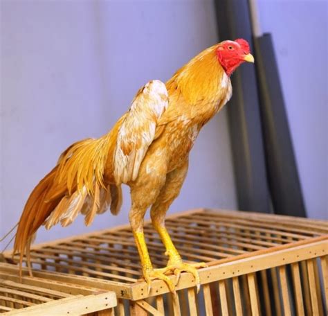 Usaha telur ayam negeri sebagai produsen salah satu bentuk bisnis telur ayam negeri adalah dengan menjadi produsen atau. ayam bangkok bray: CARA MERAWAT KULIT DAN BULU AYAM BANGKOK