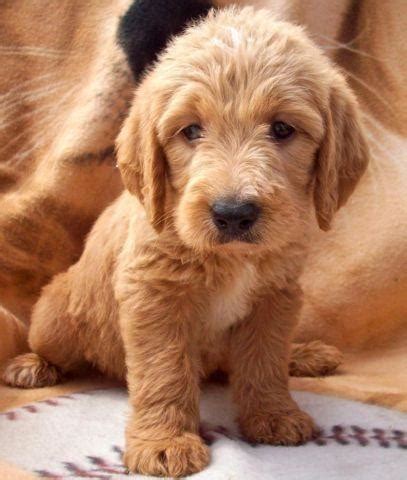 What comes with your puppy. CKC RED Goldendoodle Puppies~ Ready Now! Health Guaranteed ...