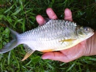 Ikan ini telah dibawa masuk ke negara kita daripada indonesia sebagai ikan makanan sama seperti ikan yang diimport dari china iaitu kap rumput MEMERANG SUNGAI: Umpan Ikan Lampam Jawa