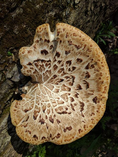 mycology: mushroom hunting, fungi, myco-porn, cultivation