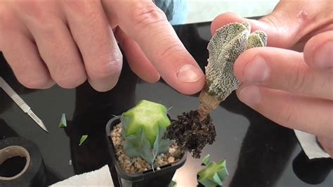 Historically, cacti are known to survive in extreme conditions. How To Graft Cactus Part 2 - YouTube