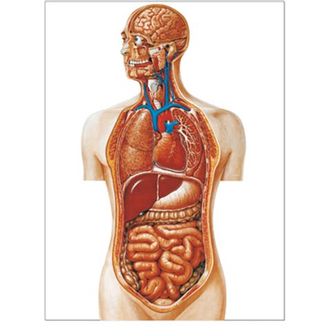 Without an understanding of anatomy, your drawings will always feel like there's something wrong. Torso Chart - 4006519 - V2008U - Torso - 3B Scientific
